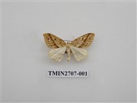 藏品(尺蛾251)的圖片